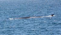 Fin Whale - Balaenoptera physalus