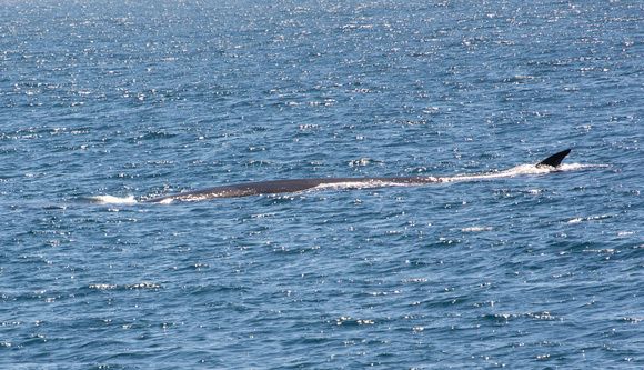 Fin Whale - Balaenoptera physalus