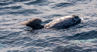 Risso's dolphin - Grampus griseus