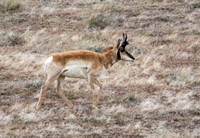 Pronghorn - Antilocapra americana