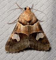 Paler Graphic - Drasteria pallescens