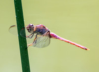 Roseate Skimmer - Orthemis ferruginea