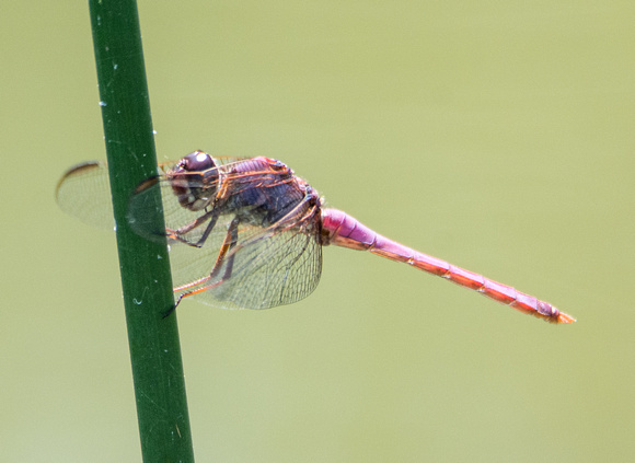 Roseate Skimmer - Orthemis ferruginea