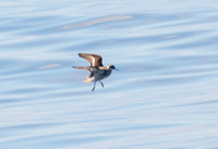 Red-necked Phalarope - Phalaropus lobatus