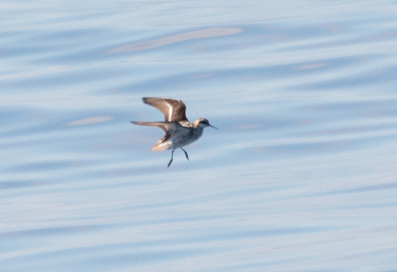 Red-necked Phalarope - Phalaropus lobatus