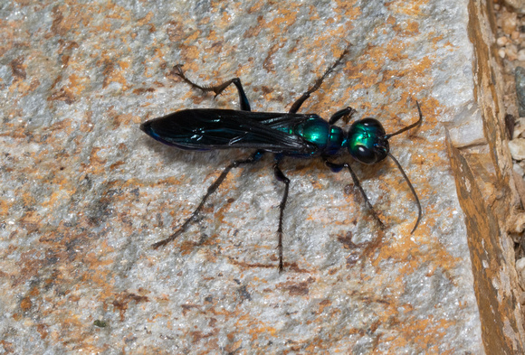 Wasp - Chlorion sp.