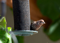 House Finch - Carpodacus mexicanus