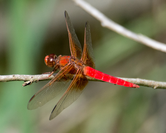 Neon skimmer -  Libellula croceipennis