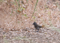 Oak Titmouse - Baeolophus inornatus