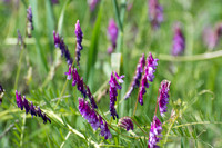 Winter Vetch - Vicia villosa