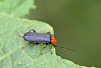 Soldier beetle - Cultellunguis ingenuus