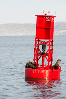 California sea lion - Zalophus californianus