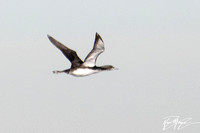 Pacific Loon - Gavia pacifica