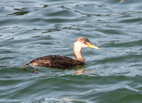 Red-necked Grebe - Podiceps grisegena