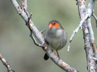 Orange-cheeked Waxbill  - Estrilda melpoda