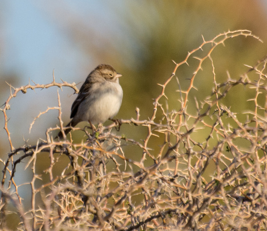 Brewer's Sparrow - Spizella breweri