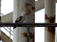 Red-footed Booby - Sula sula