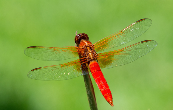 Neon skimmer -  Libellula croceipennis, Rancho Los Alamitos