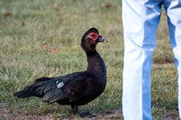 Muscovy Duck - Cairina moschata