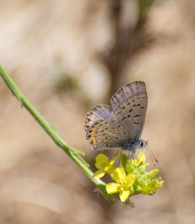 Acmon blue - Icaricia acmon