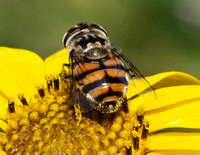 Flower fly - Copestylum avidum