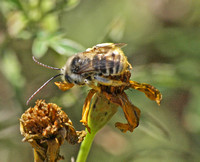 Long-horned bee 1 - Melissodes communis alopex