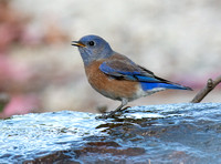 Western Bluebird - Sialia mexicana