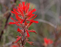 Indian Paintbrush - Castilleja affinis/foliosa