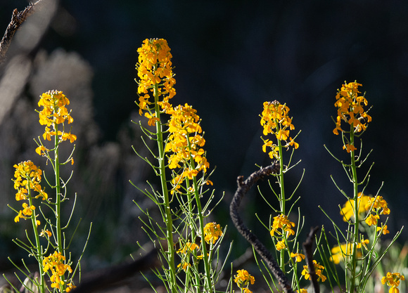 Western Wallflower - Erysimum capitatum