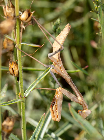 Bordered Mantis - Stagmomantis limbata