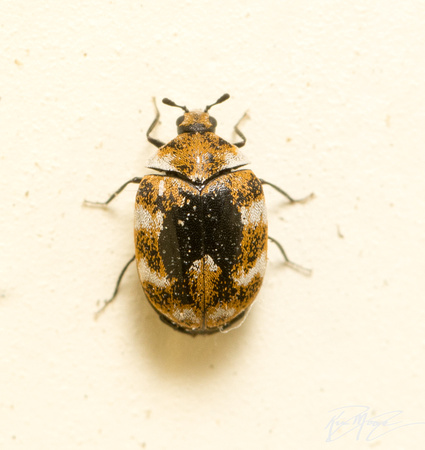 Carpet beetle - Anthrenus verbasci