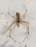 Cobweb spider - Theridion sp