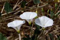 Morning Glory - Calystegia macrostegia