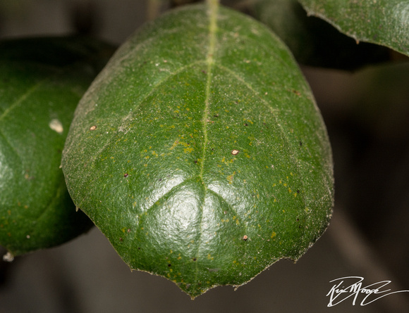 Coast live oak - Quercus agrifolia var. agrifolia