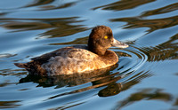 Lesser Scaup - Aythya affinis