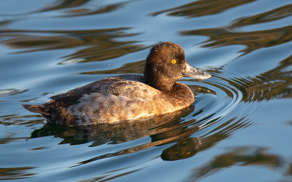 Lesser Scaup - Aythya affinis