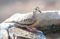 Common Ground-Dove - Columbina passerina