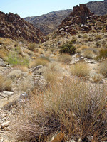 On the trail to the 49 Palms Oasis