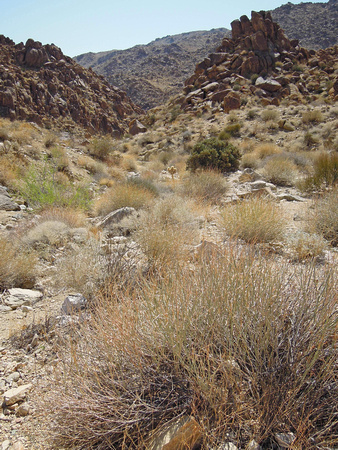 On the trail to the 49 Palms Oasis