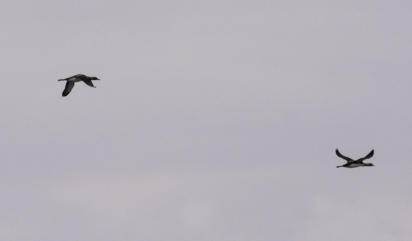 Pacific Loon - Gavia pacifica