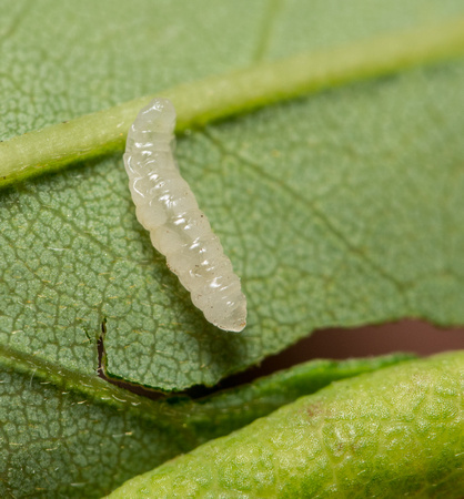 Locust gall midge - Obolodiplosis robiniae