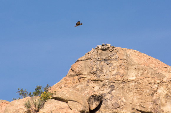 Red-tailed Hawk - Buteo jamaicensis
