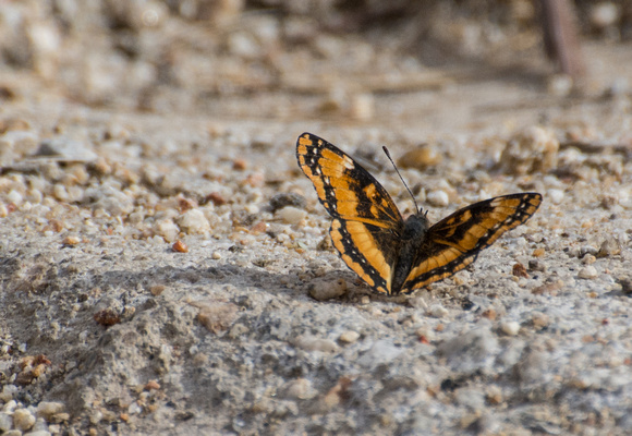 California patch - Chlosyne californica