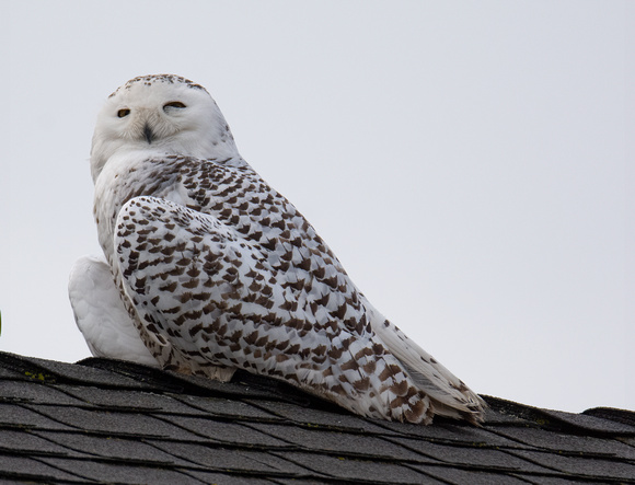 Snowy Owl - Bubo scandiacus
