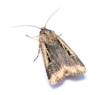 Granulate cutworm - Feltia subterranea