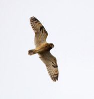 Short-eared Owl - Asio flammeus