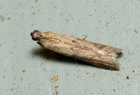 Sunflower moth - Homoeosoma electella