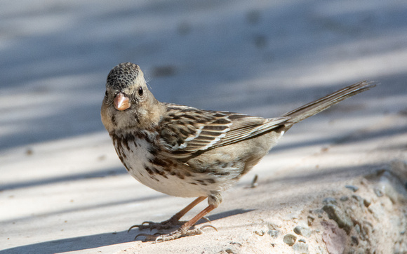 Harris's Sparrow - Zonotrichia querula