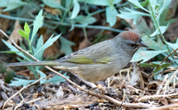 Green-tailed Towhee - Pipilo chlorurus