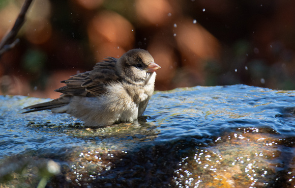 House Sparrow - Passer domesticus